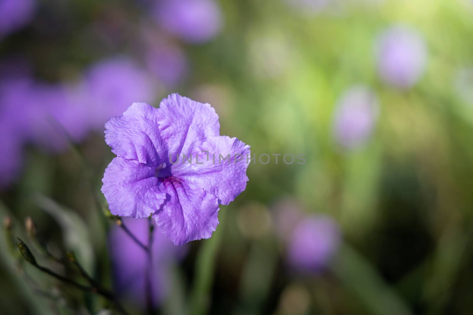 The background image of the colorful flowers, background nature