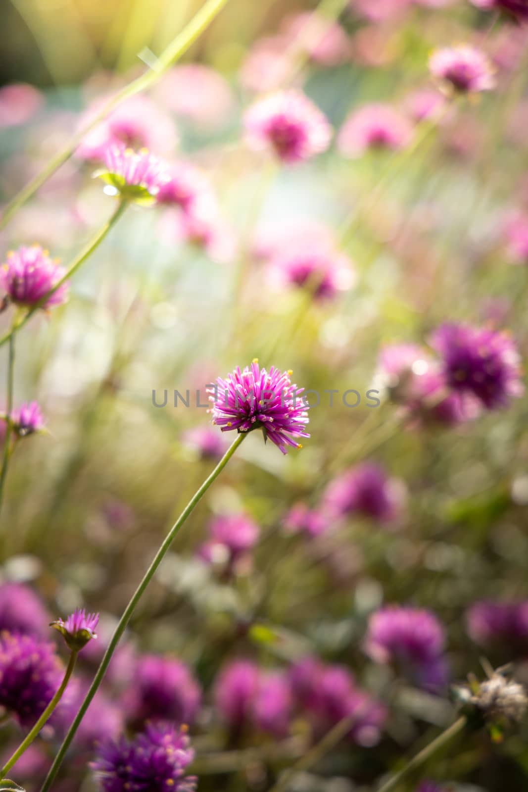 The background image of the colorful flowers, background nature