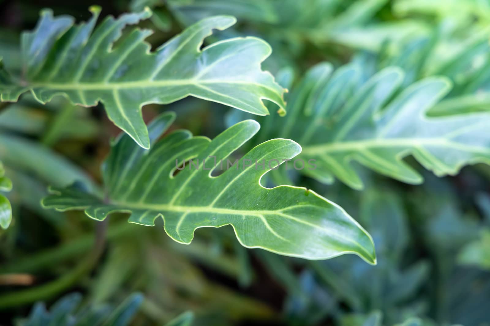 Close Up green leaf under sunlight in the garden. Natural backgr by teerawit