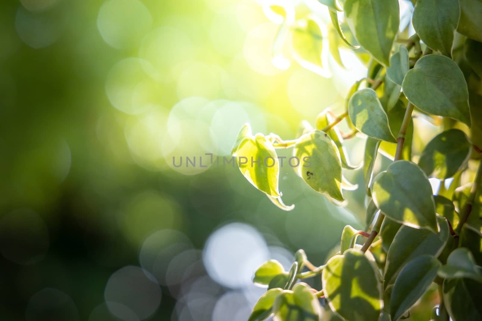 Close Up green leaf under sunlight in the garden. Natural backgr by teerawit