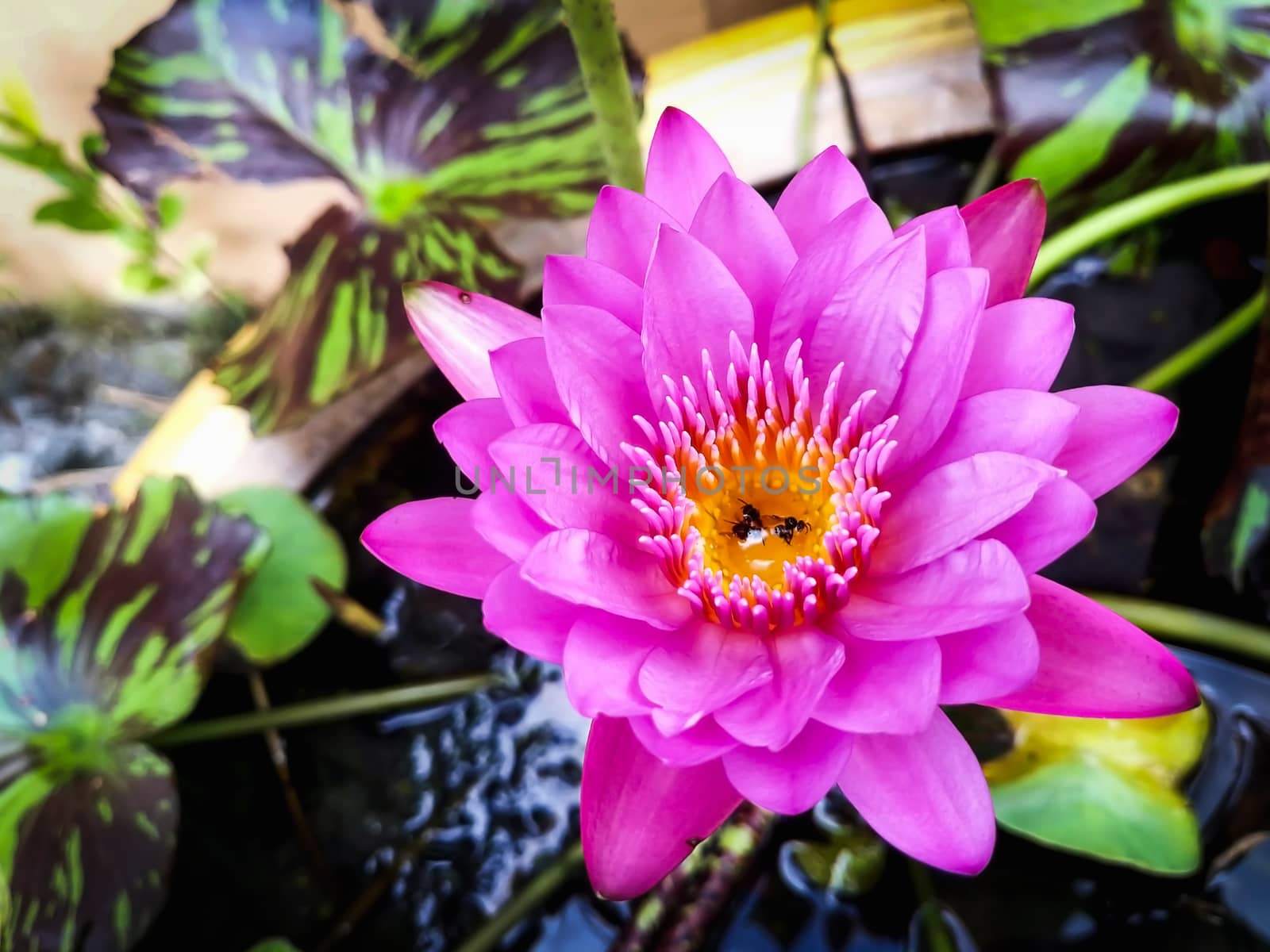 Closeup Pink lotus in the pool