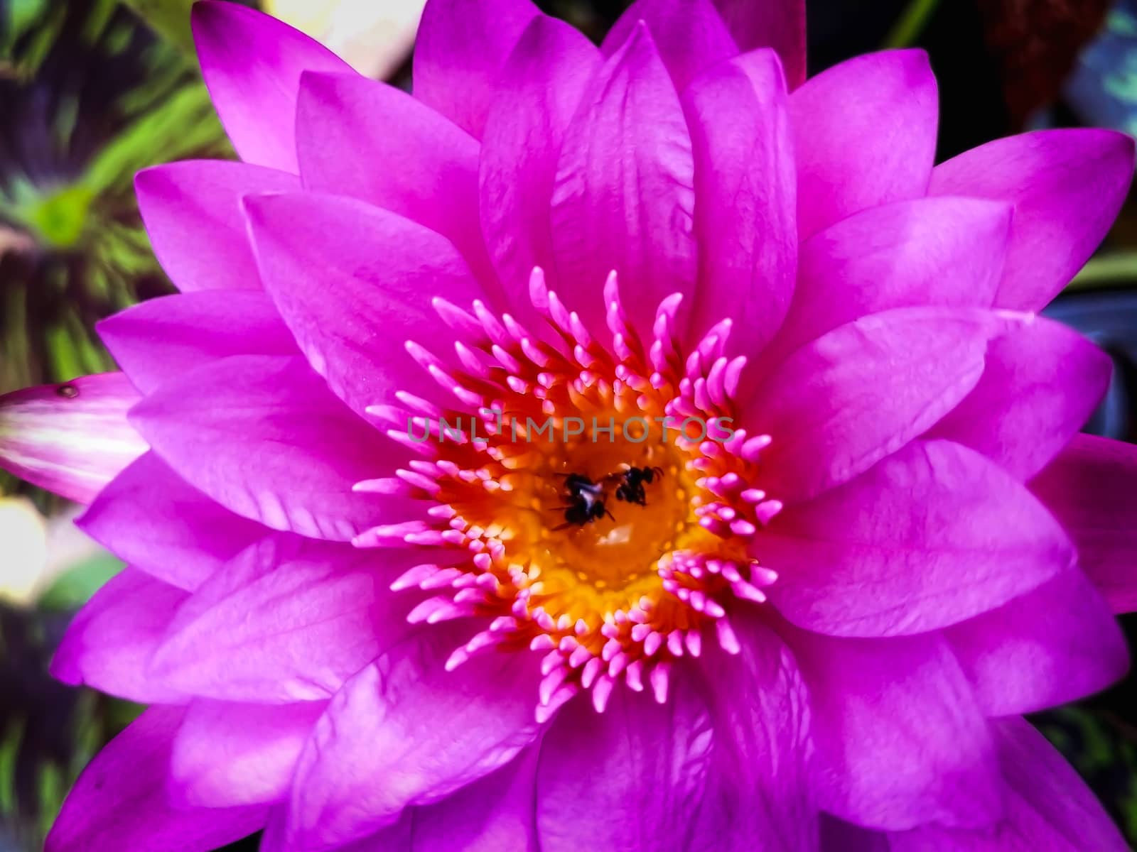 Closeup Pink lotus in the pool
