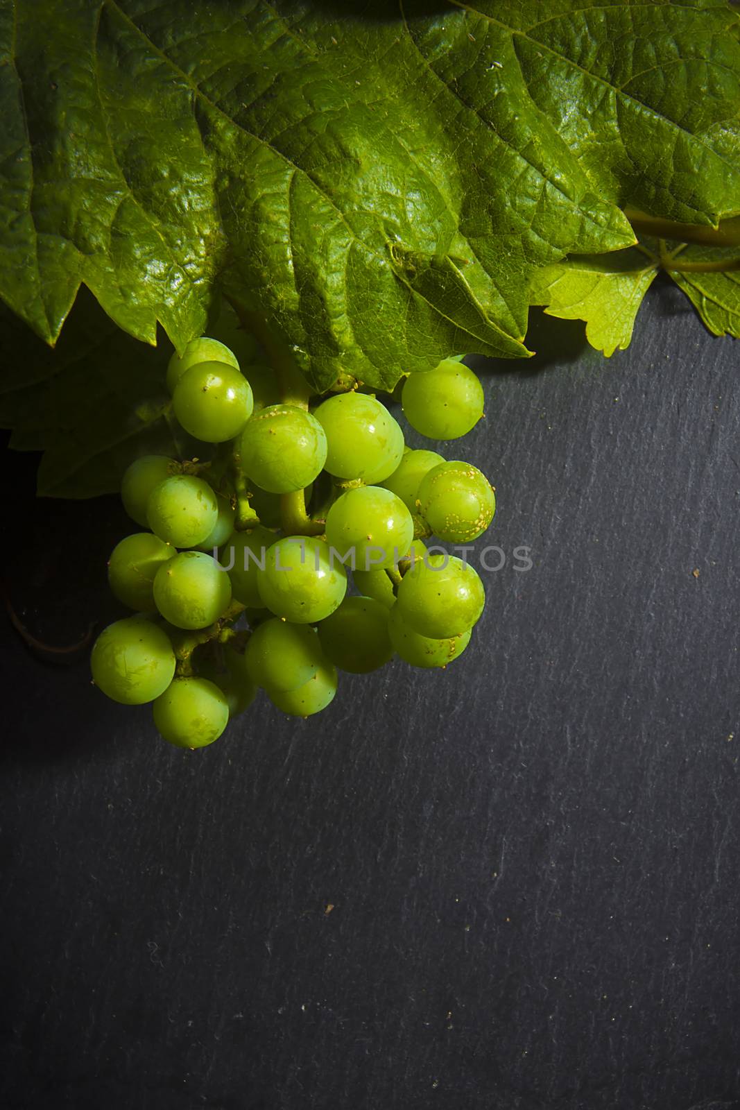 Green grapes and vine on a gray table