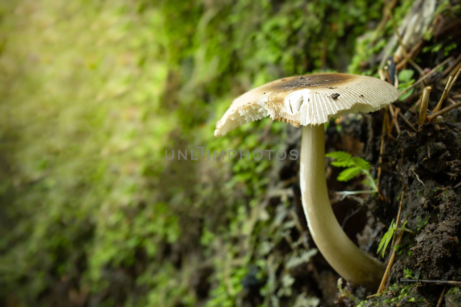 Closeup single mushroom in rain forest and morning light. Smooth by SaitanSainam
