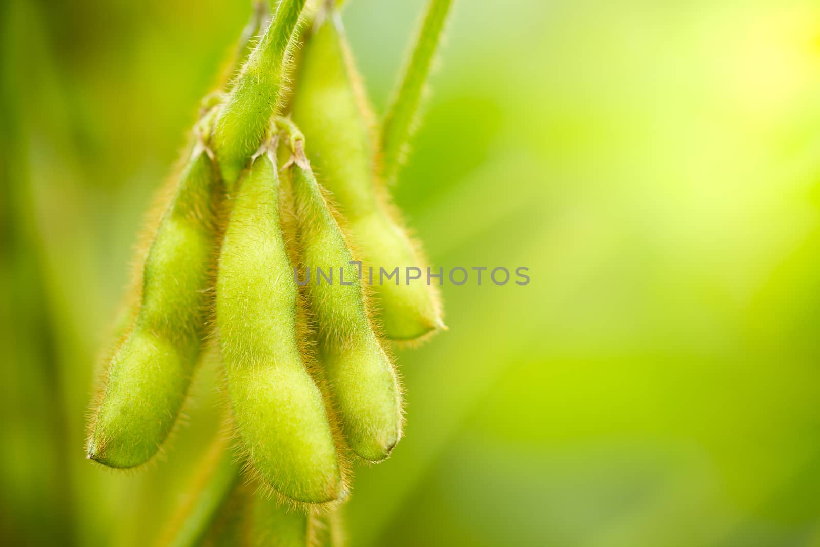 Soybeans pods on the tree and green nature background. Closeup a by SaitanSainam
