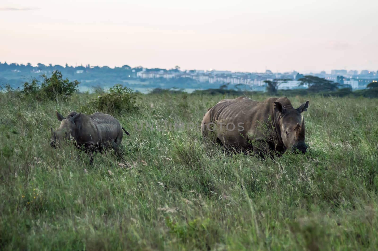 A rhinoceros and his cub in the savannah of Nairobi park in central Kenya