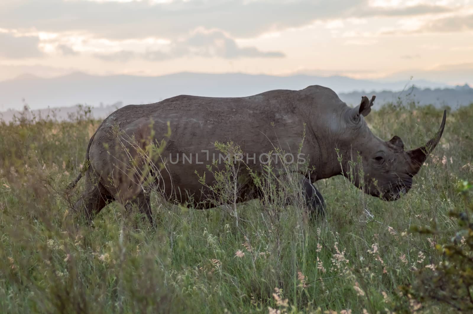 A rhinoceros in the savannah of Nairobi park in central Kenya