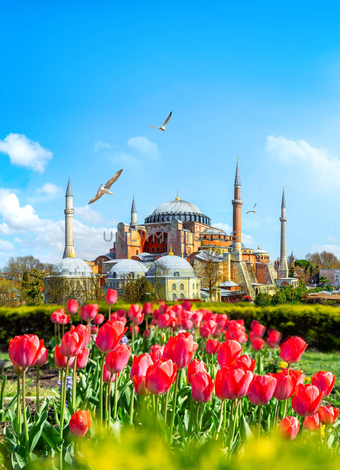 Tulips in Istanbul during Tulip festival, in Sultanahmet region with Hagia Sophia