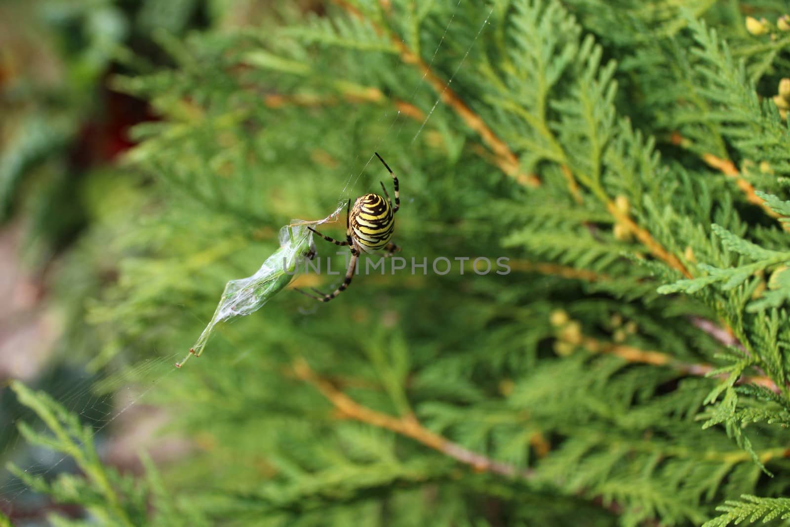 The picture shows a wasp spider in the garden.