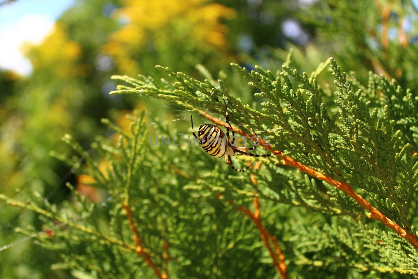 The picture shows a wasp spider in the garden.