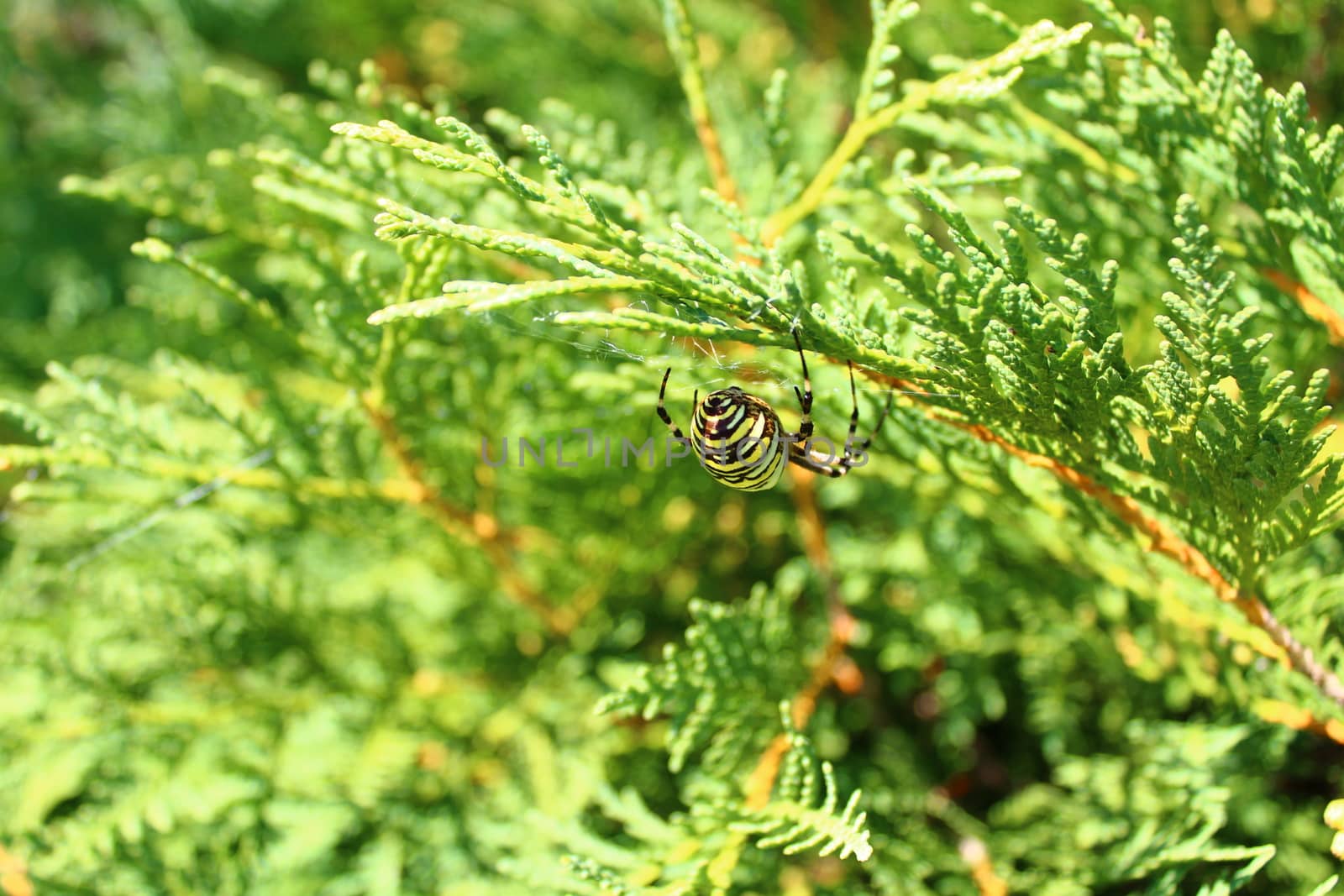 wasp spider in the garden by martina_unbehauen