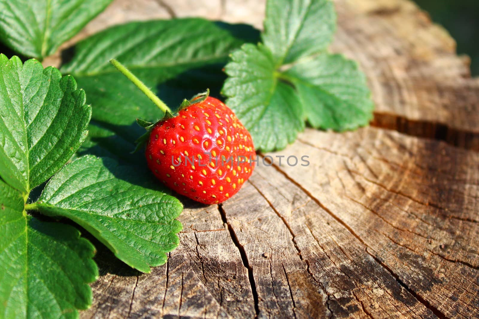 strawberry and strawberry leaves by martina_unbehauen