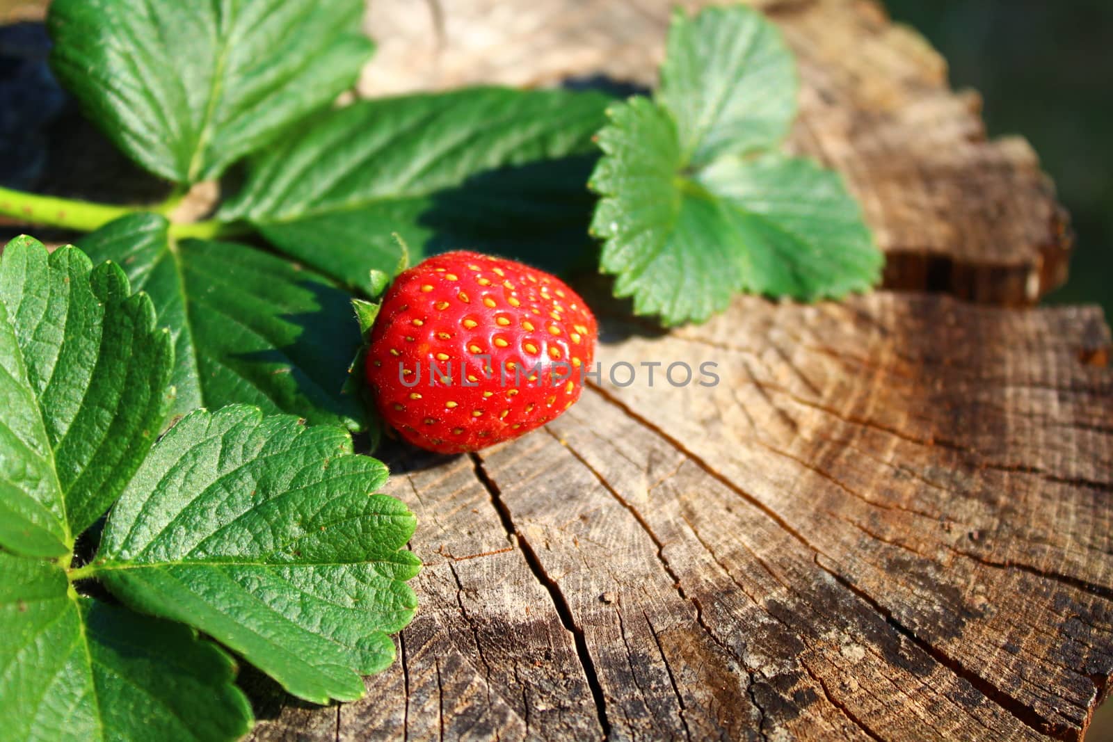 The picture shows strawberry and strawberry leaves.