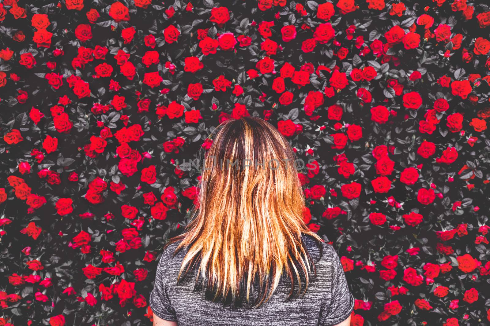 woman among red roses background by LucaLorenzelli