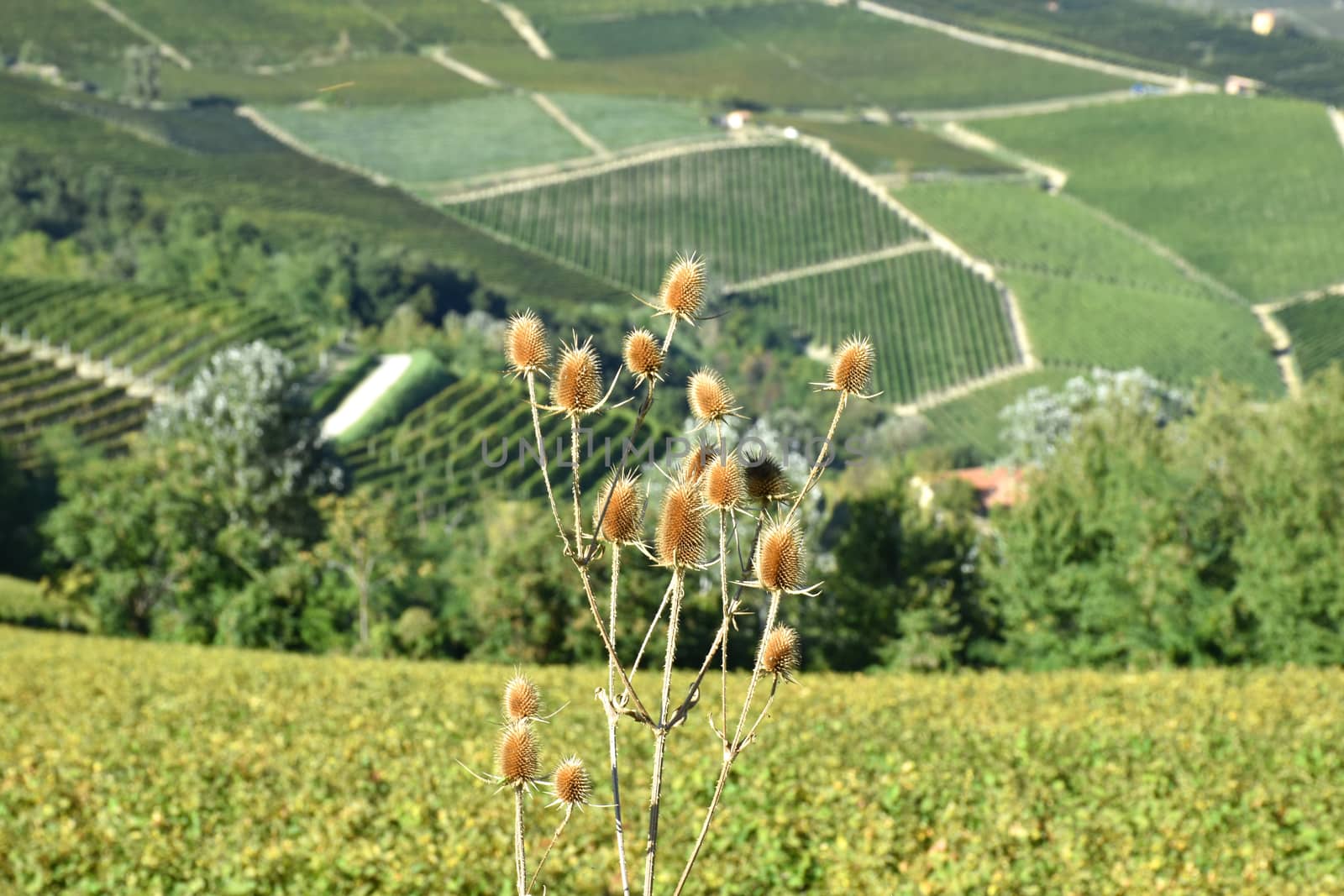 Langhe vineyards panorama, famous for Italian wine production in Piedmont.