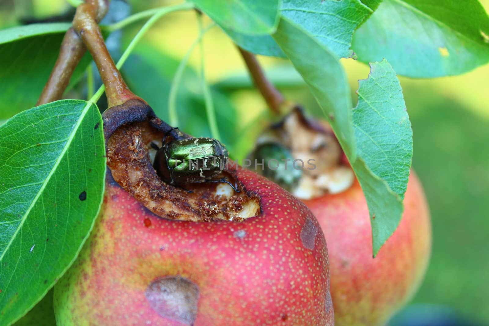 The picture shows a rose chafer on a pear.