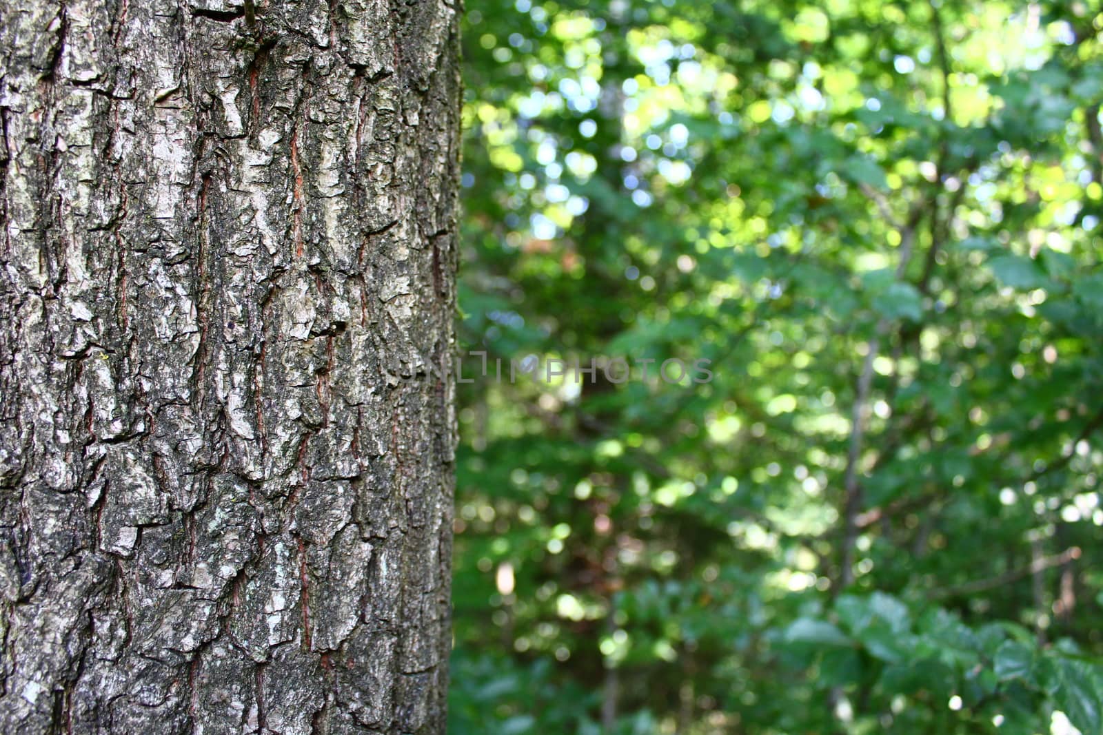 The picture shows a bark of a tree.