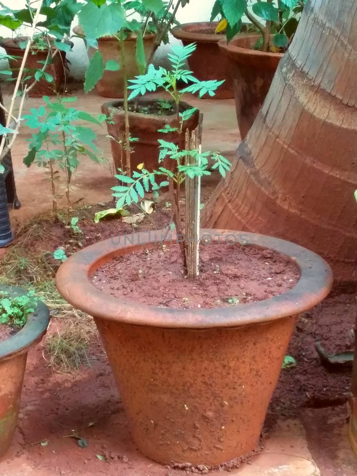 planted a new bush in the flower pot