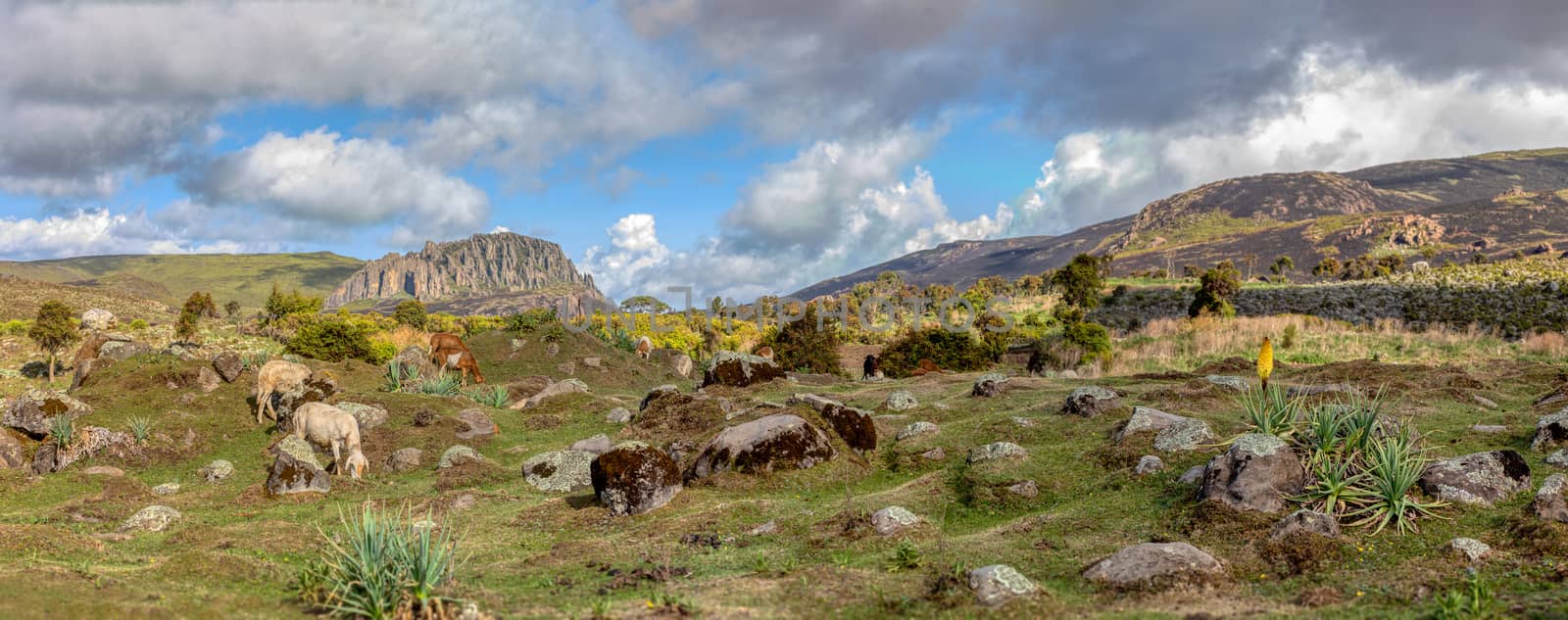 beautiful landscape of the Ethiopian Bale Mountains National Park. Ethiopia wilderness pure nature. Sunny day with blue sky.