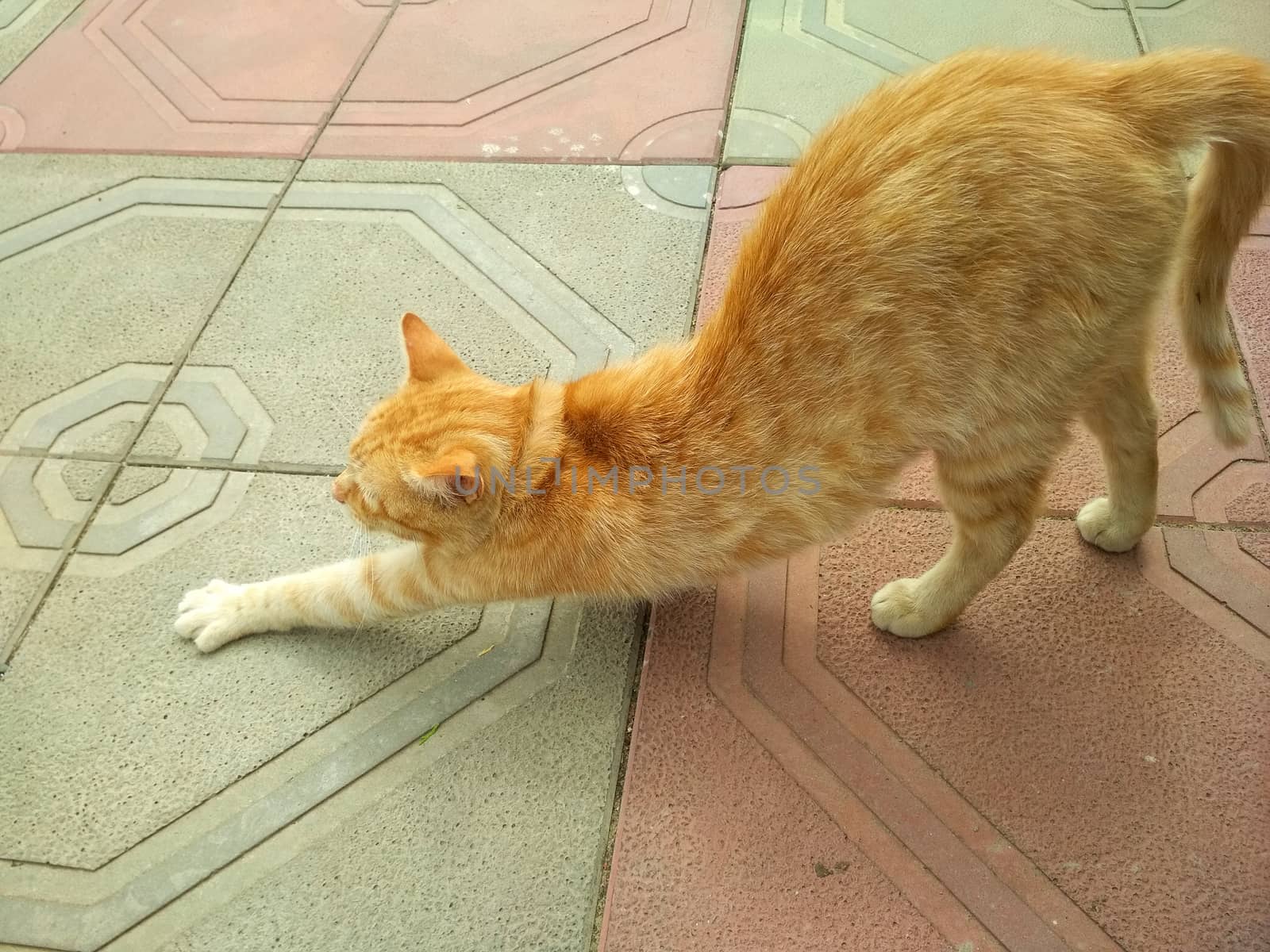 A red-haired striped cat on the tile sidewalk arched her back and stretched her left leg forward. by Igor2006