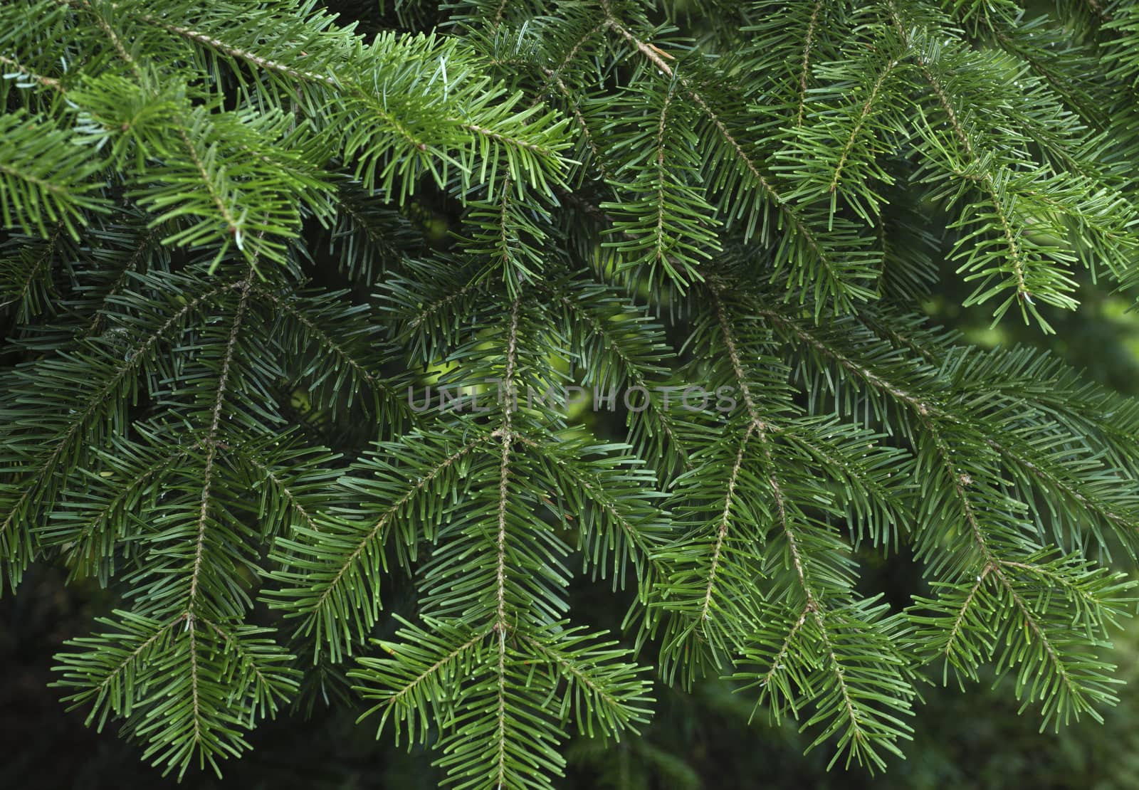 Green spruce branches as a textured background.