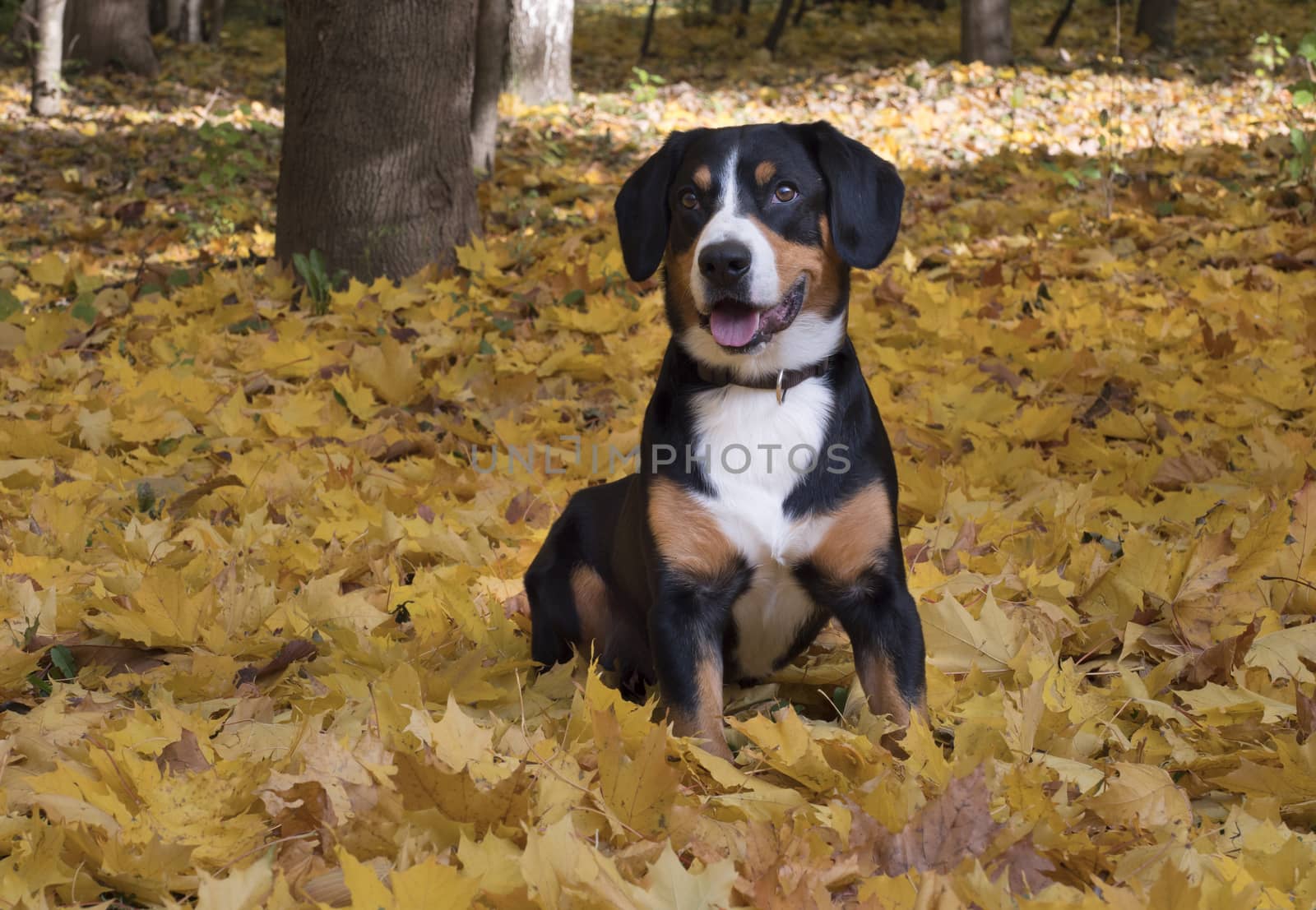 The Entlebucher Sennenhund sitting on yellow leaves in the Autumn Forest