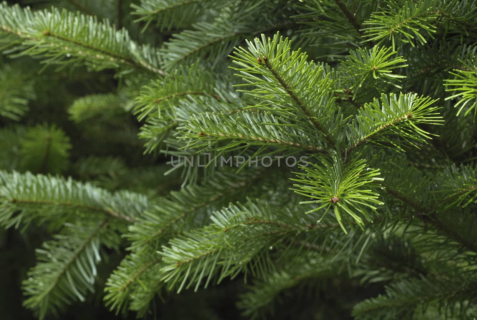 Spruce tree branches close-up. Christmas background.