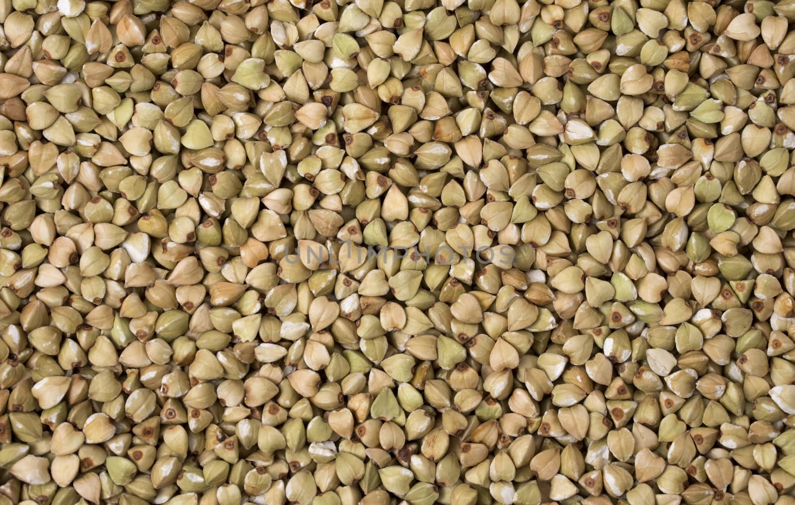 Natural fresh green buckwheat as background. Top view.