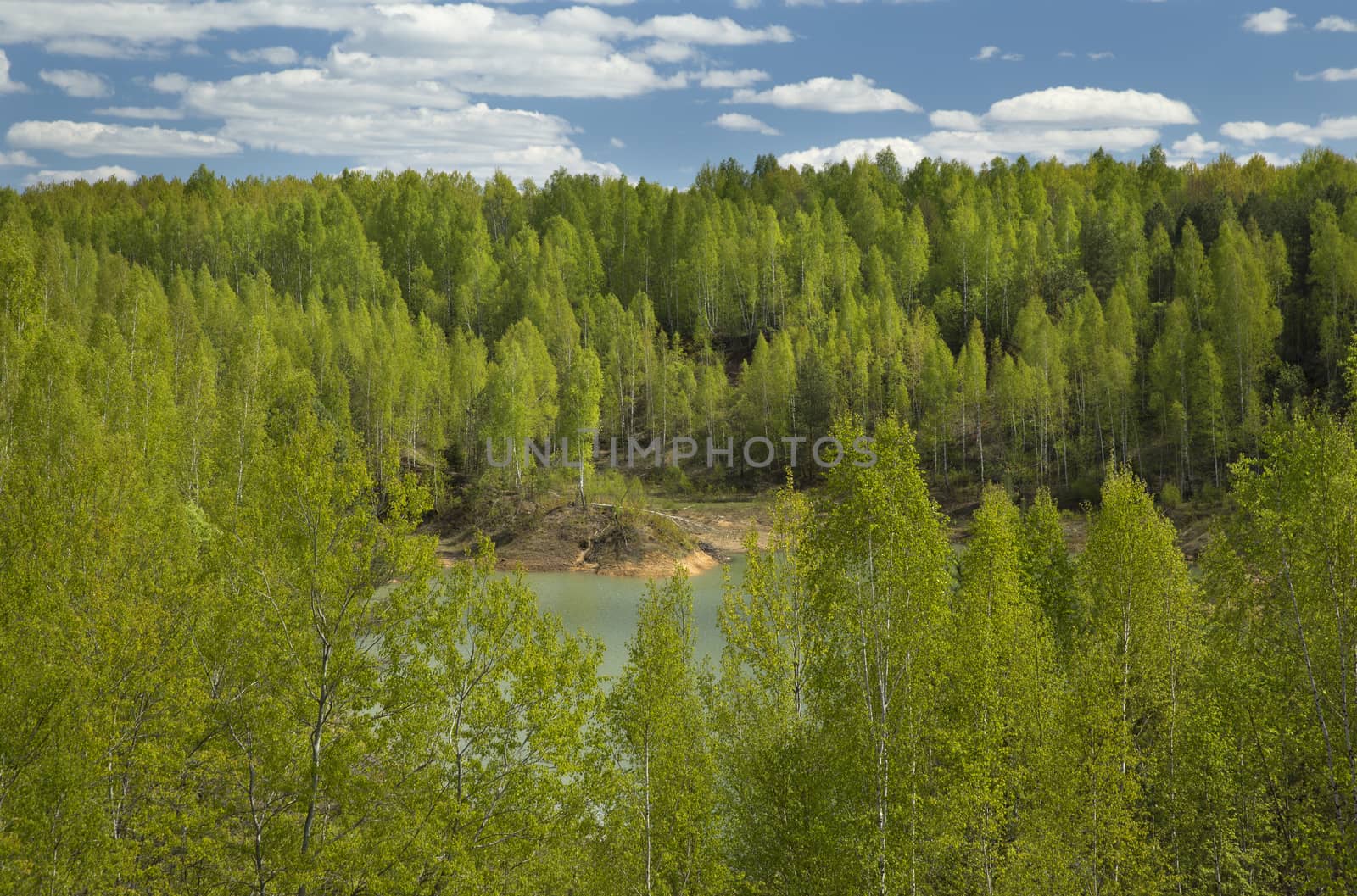 Spring Forest Around a Lake on Sunny Day. Fresh Green Leaves on Trees.
