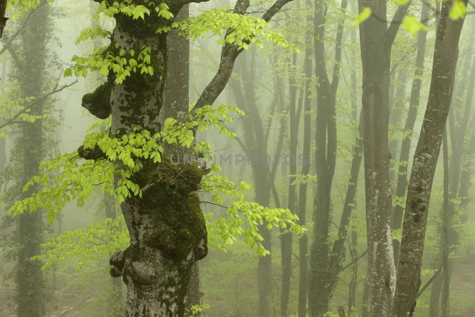 Strong Fog Flying Through the Spring Beech Forest.