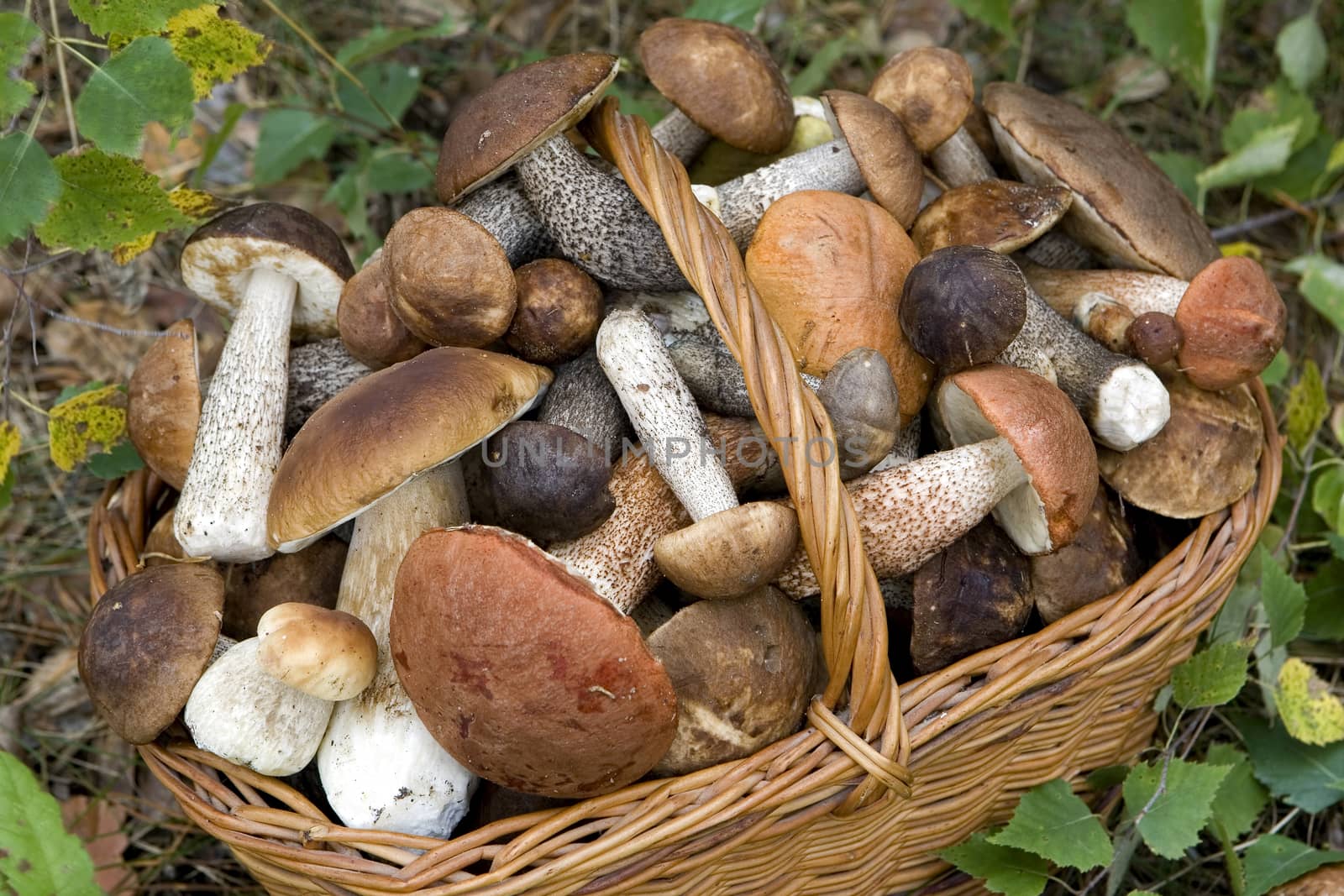 full basket of fresh autumn mushrooms (Boletus scaber, aurantiacus, edulis). 