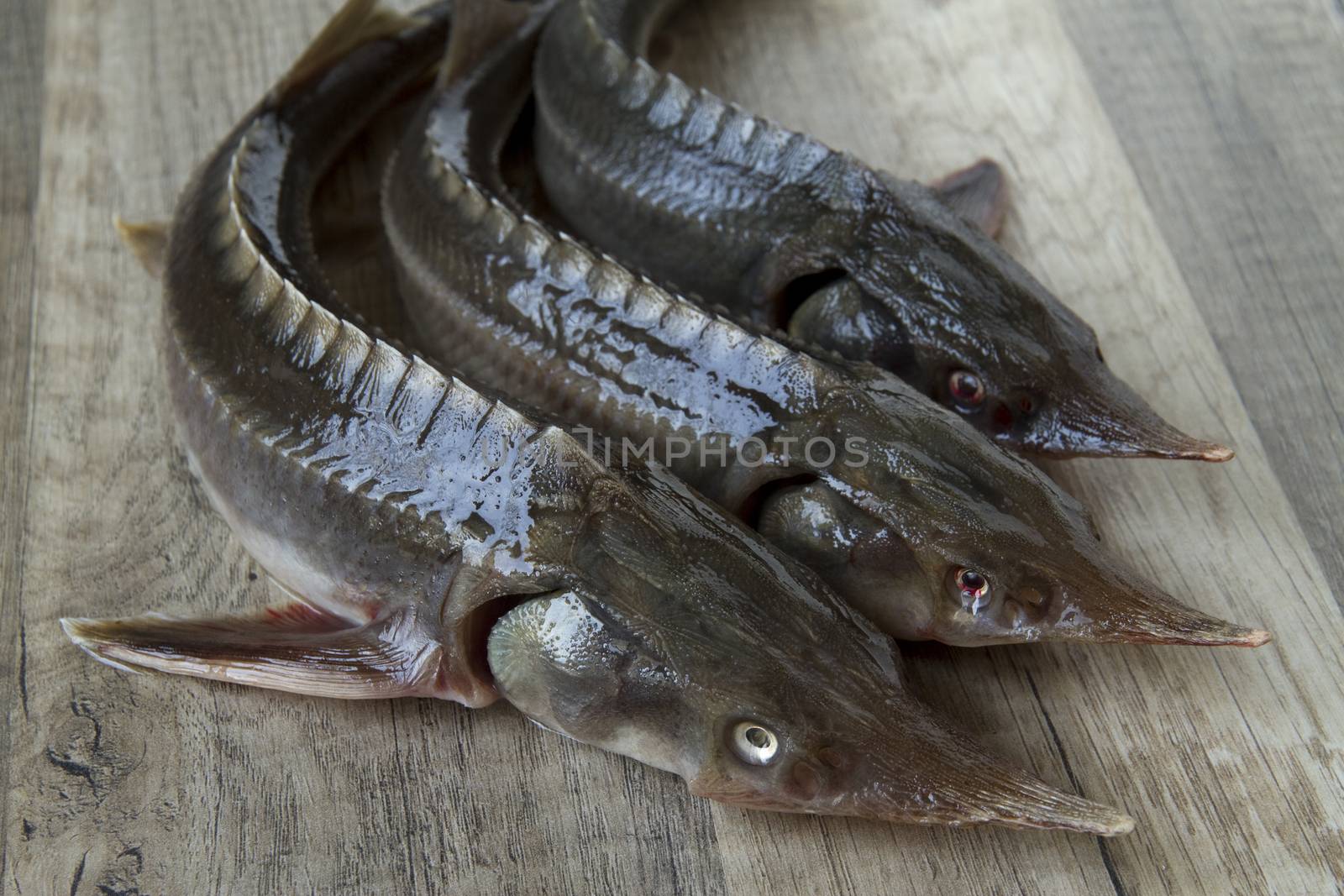 russian sturgeon on wooden table