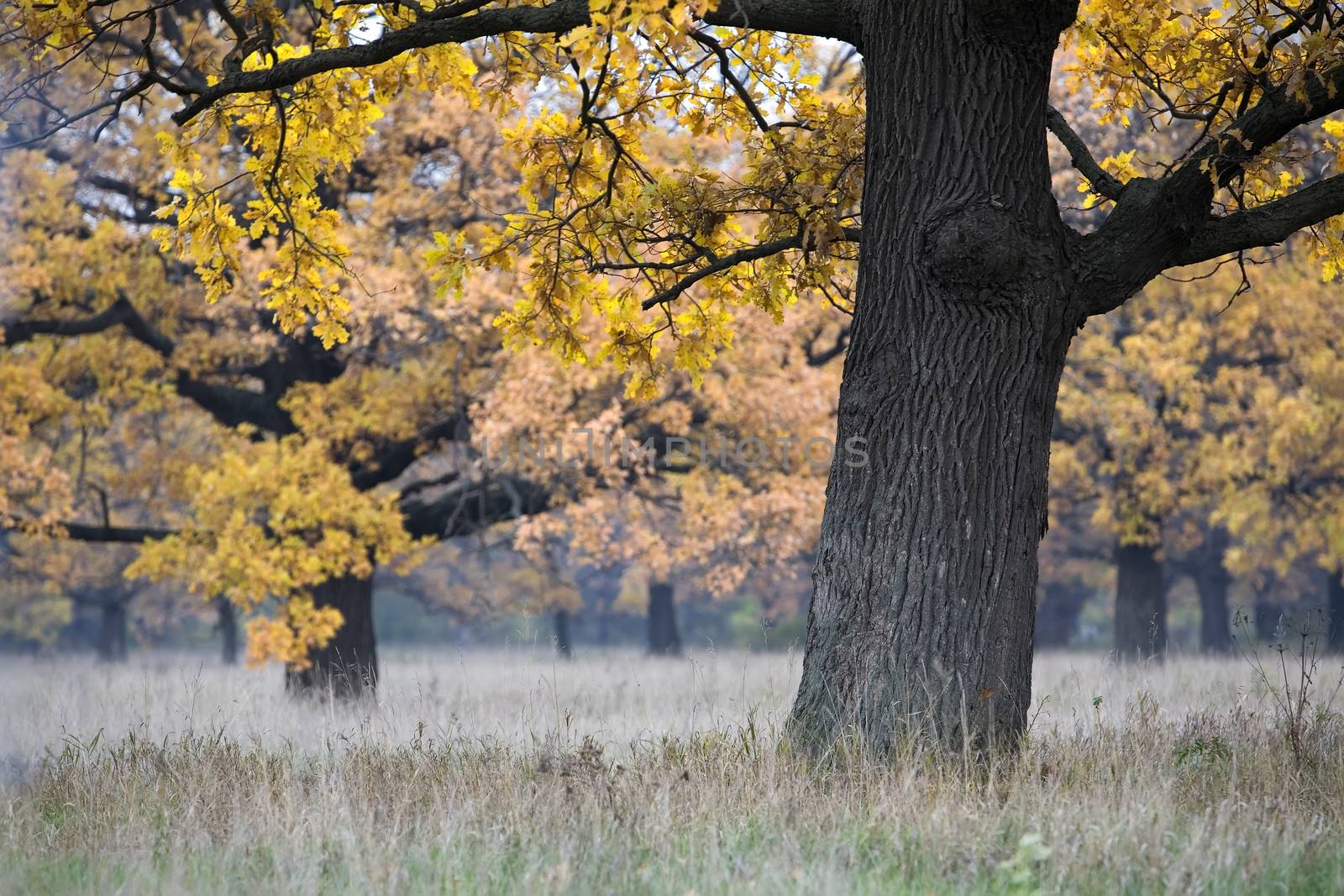 beautiful autumn landscape with an oak in the foreground