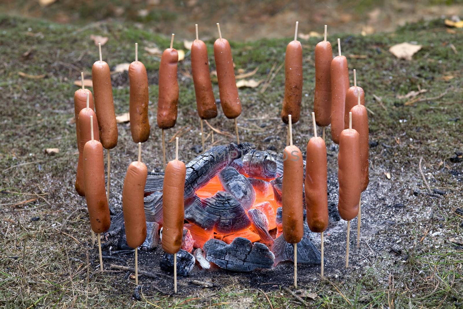 BBQ Smokies on the wooden skewers, around burning coals