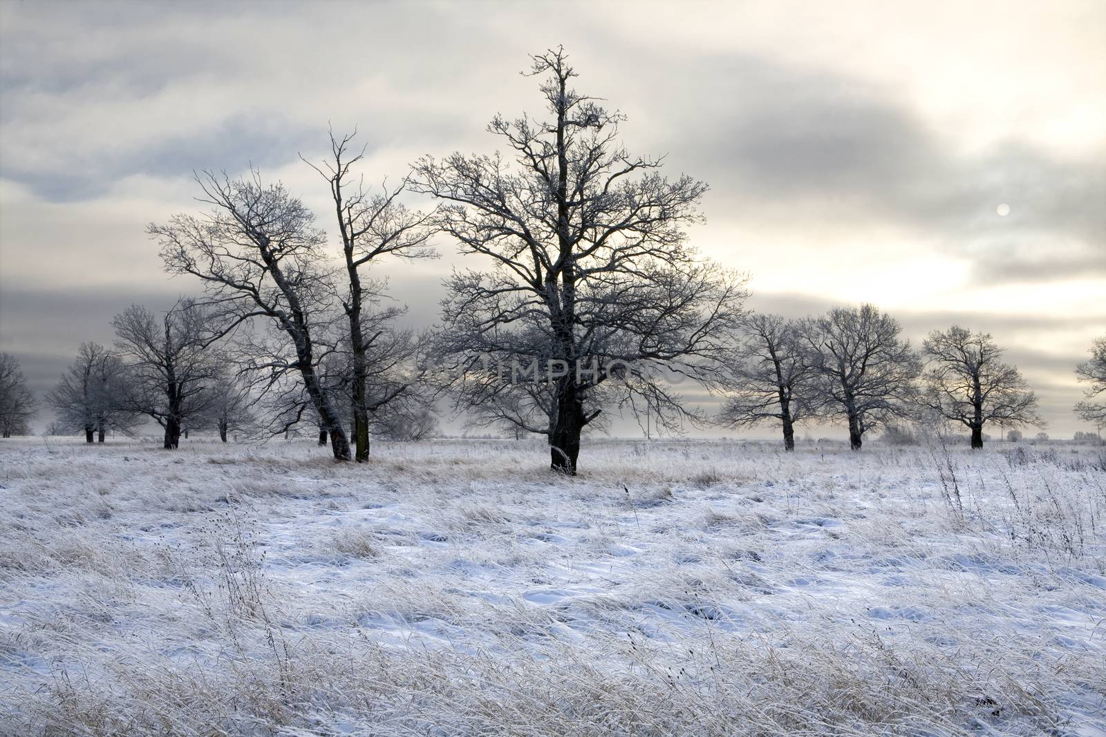 winter landscape, a field covered with snow and oak trees in the background.