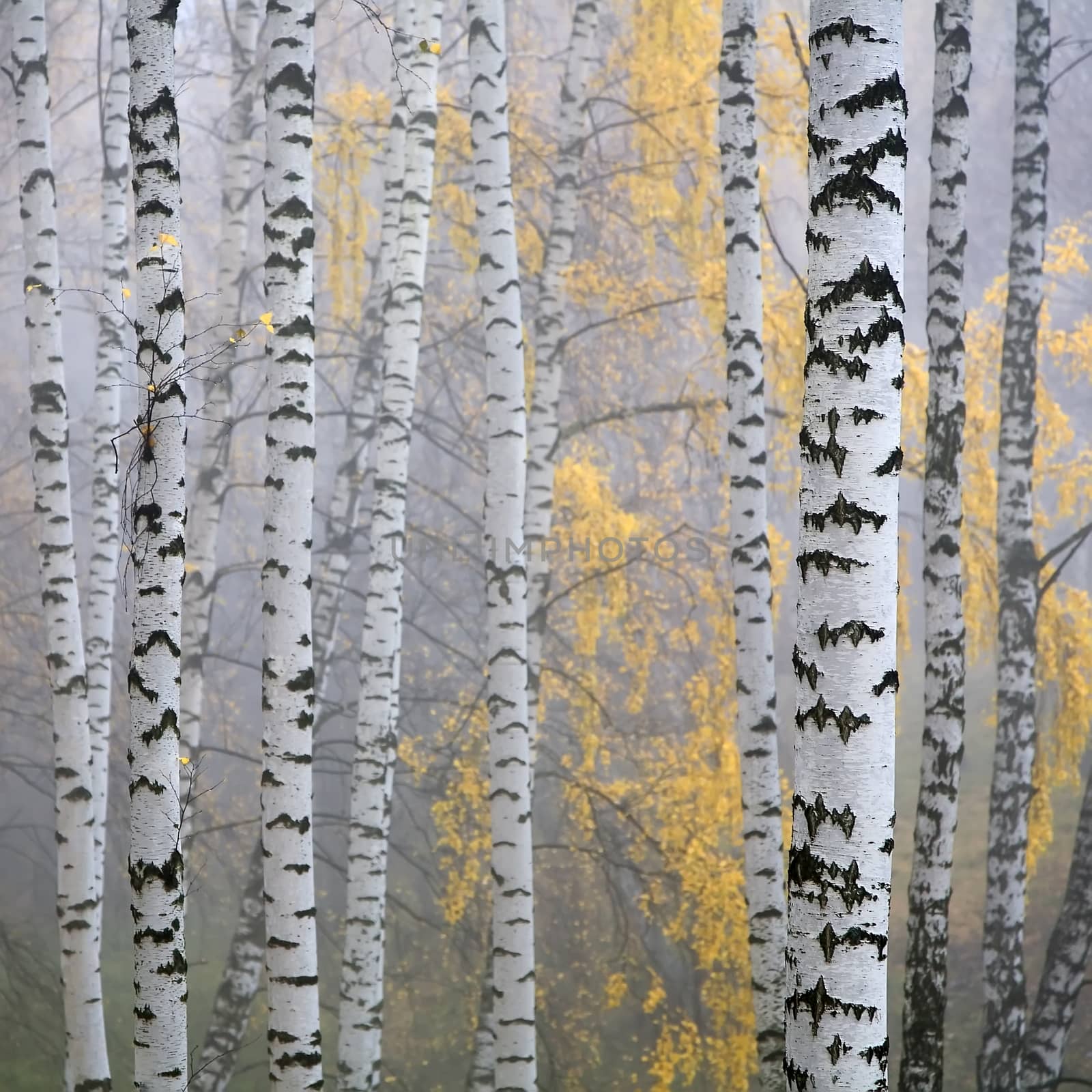 a birch grove in the haze fragment trunks.