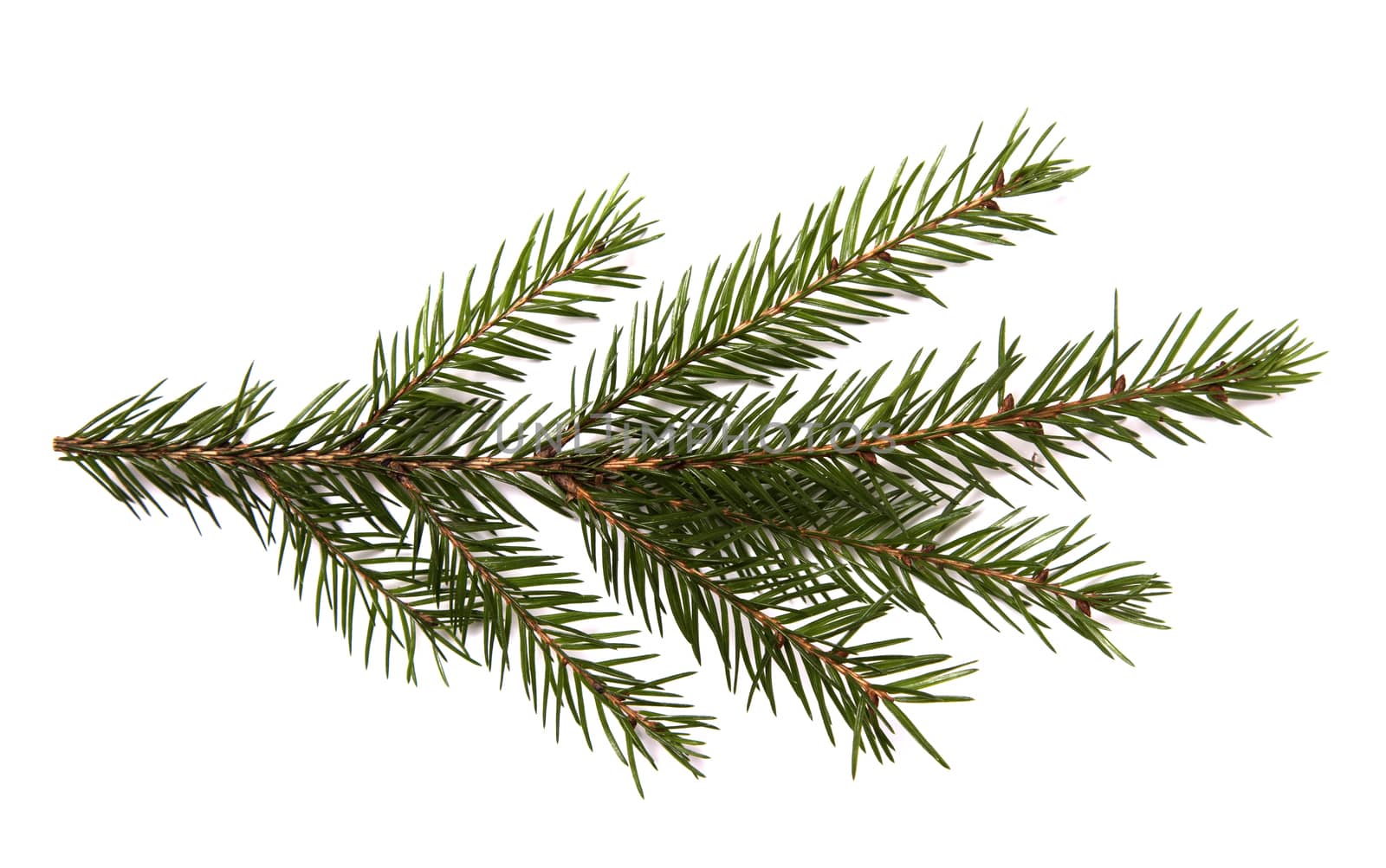 Closeup of fir branch isolated on a white background