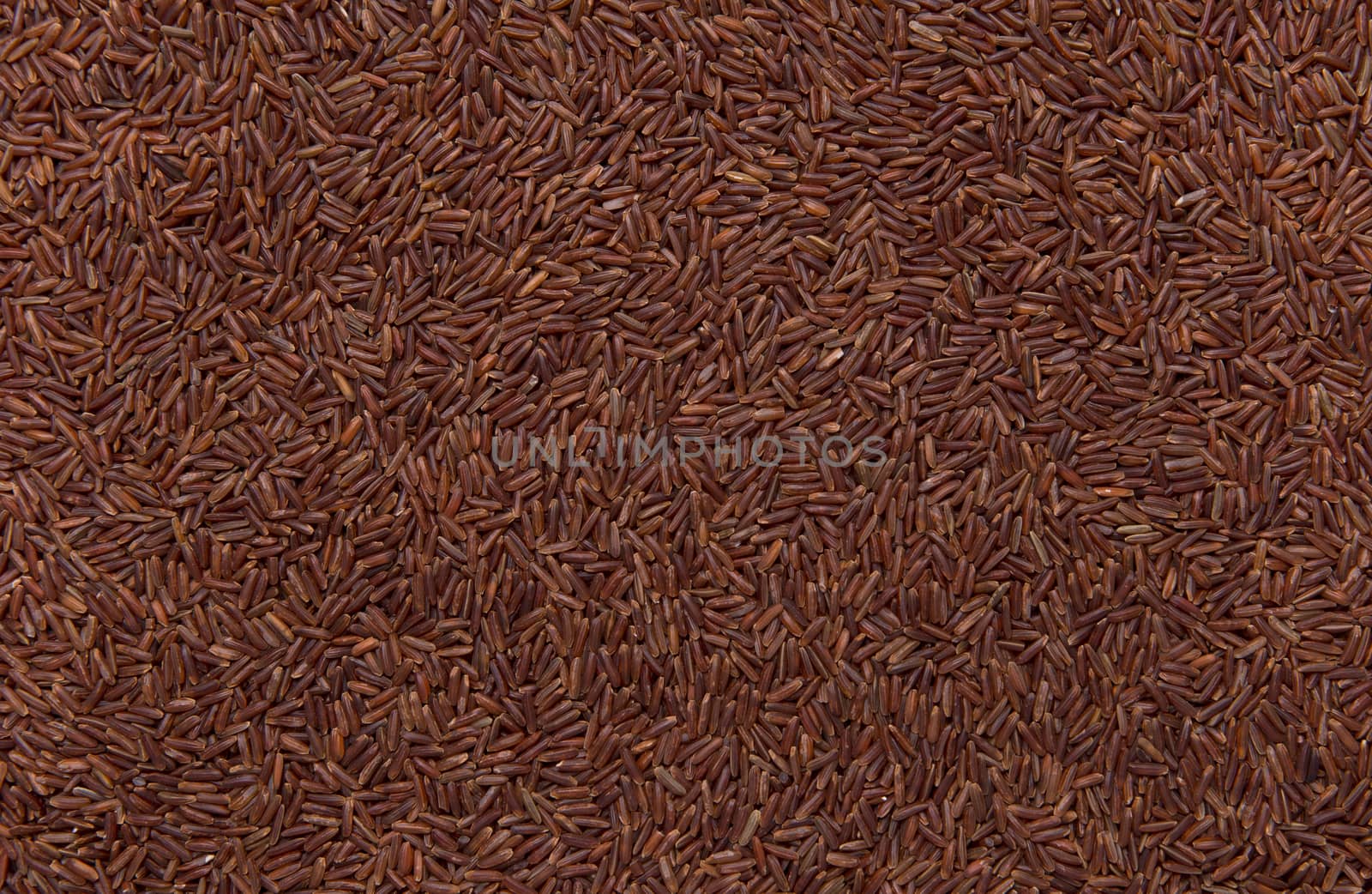 red wild rice as background, close up of grains, background use.