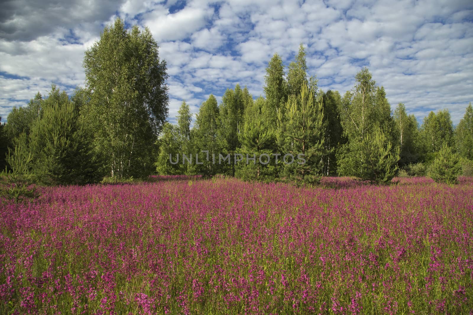 beautiful blooming wildflowers on the meadow in the summertime