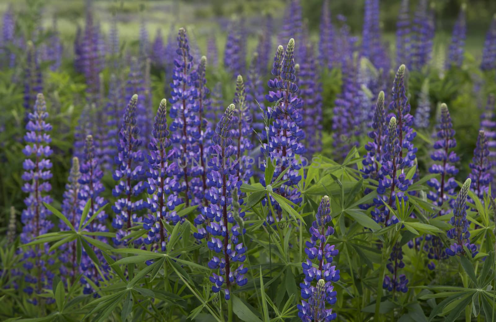 Blue Lupin Flowers in the Meadow as background