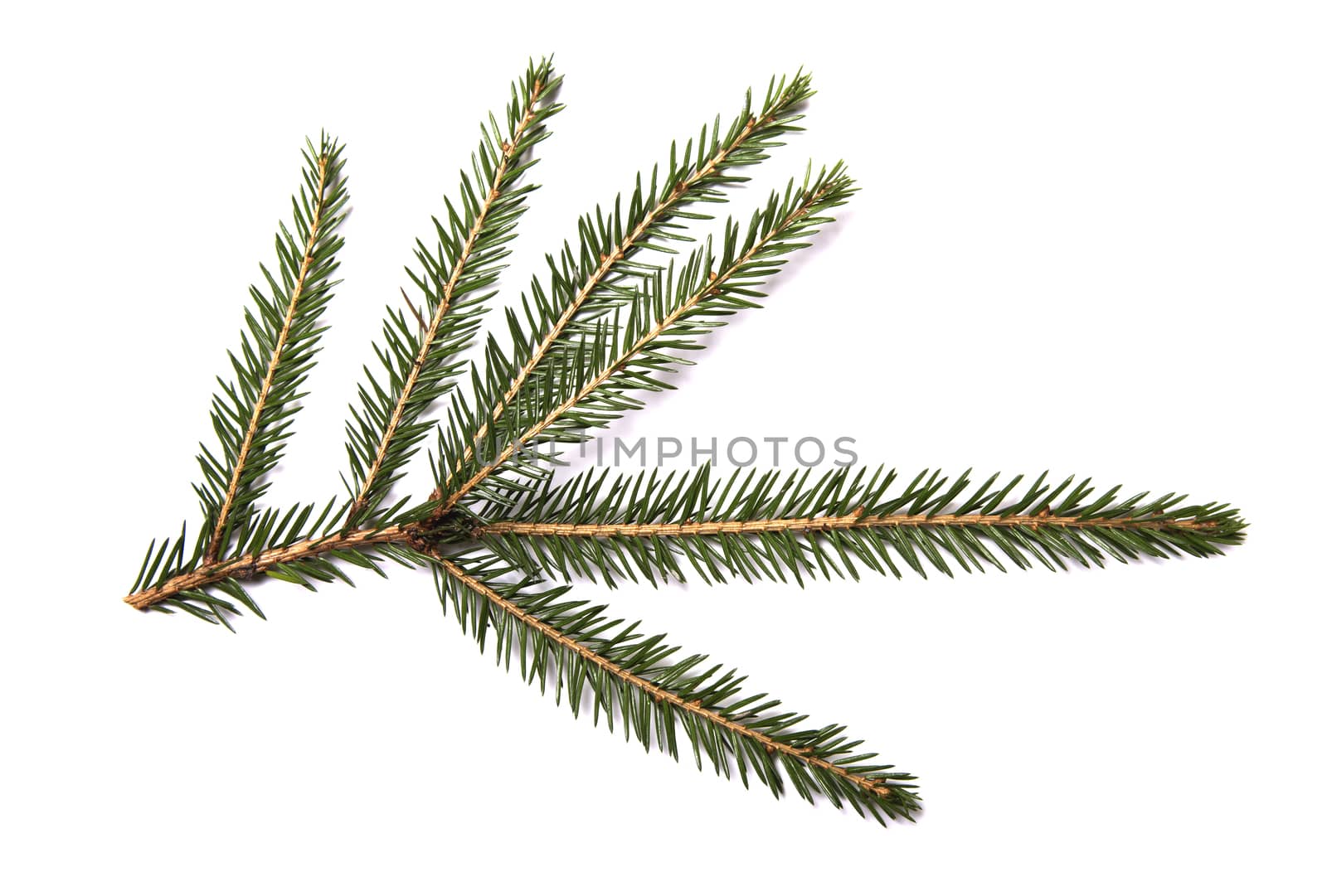 Closeup of fir branch isolated on a white background