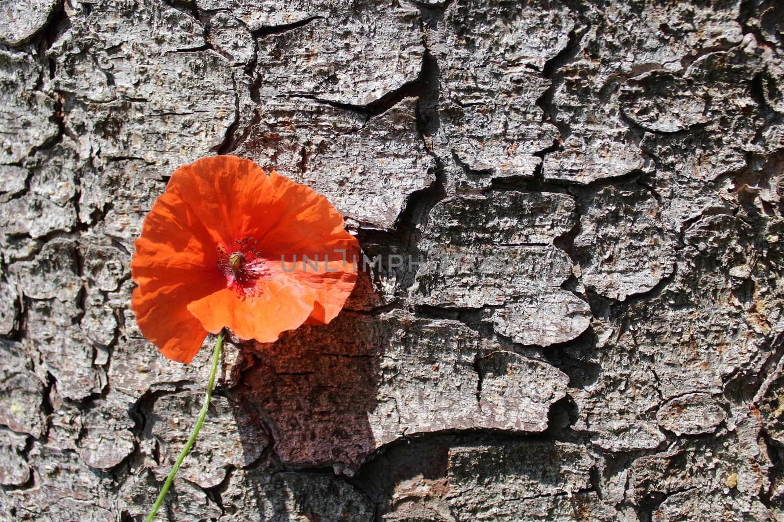 poppy on a tree by martina_unbehauen