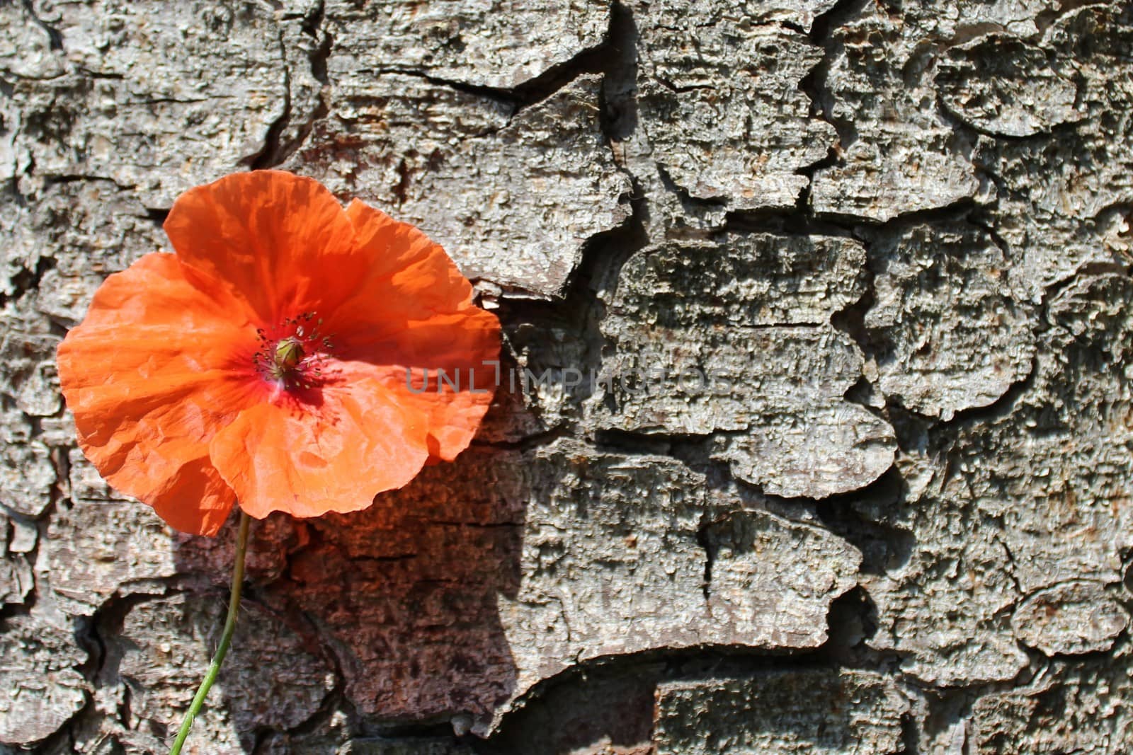 poppy on a tree by martina_unbehauen