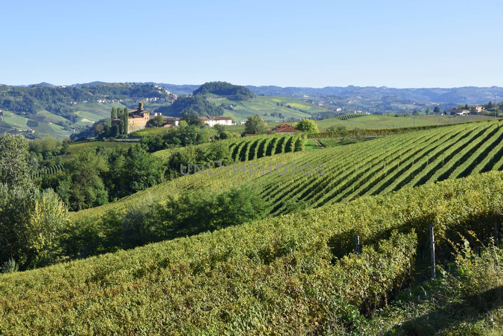 Langhe vineyards panorama; Langhe are famous for Italian wine production, in Piedmont.