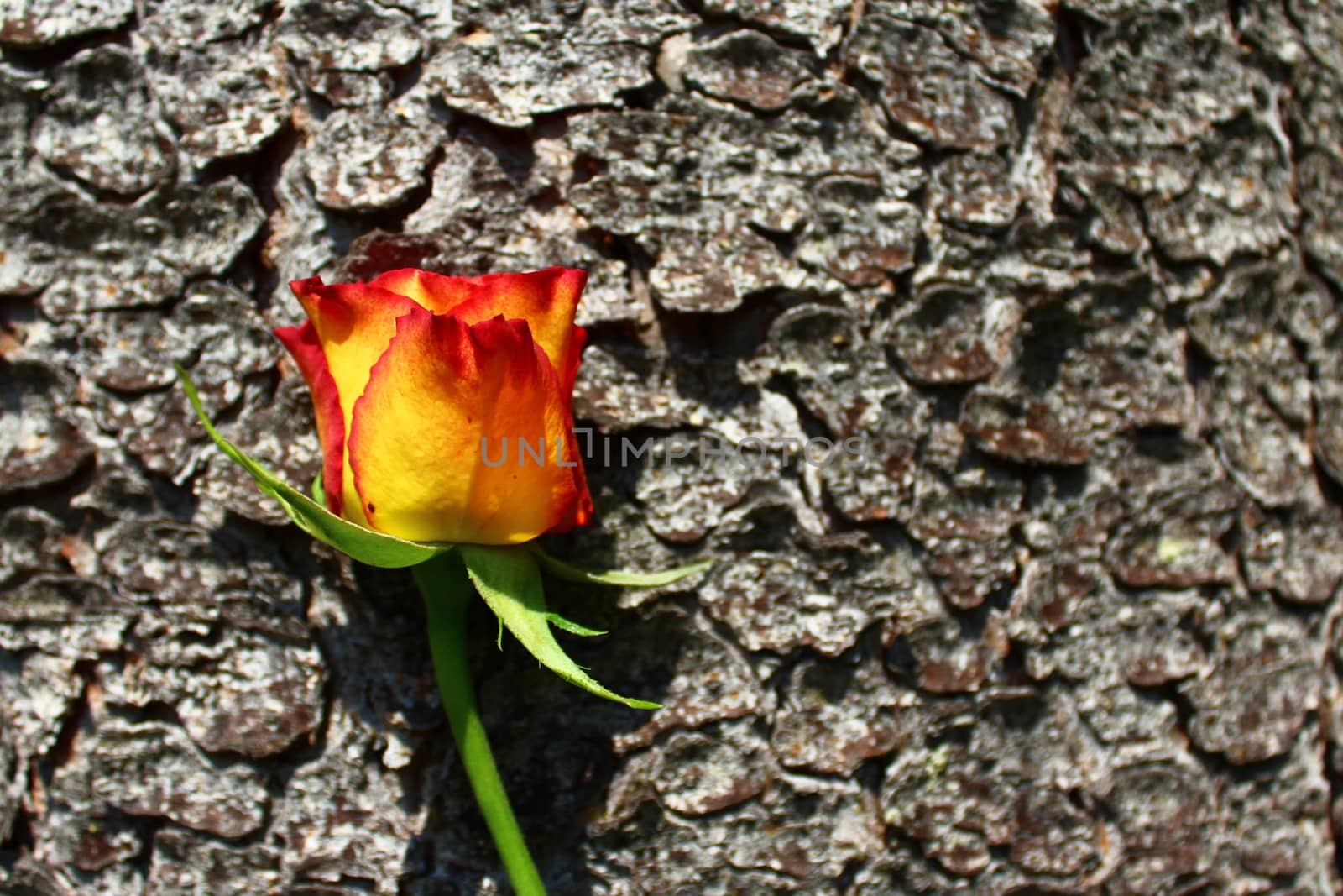 The picture shows a rose on a tree.