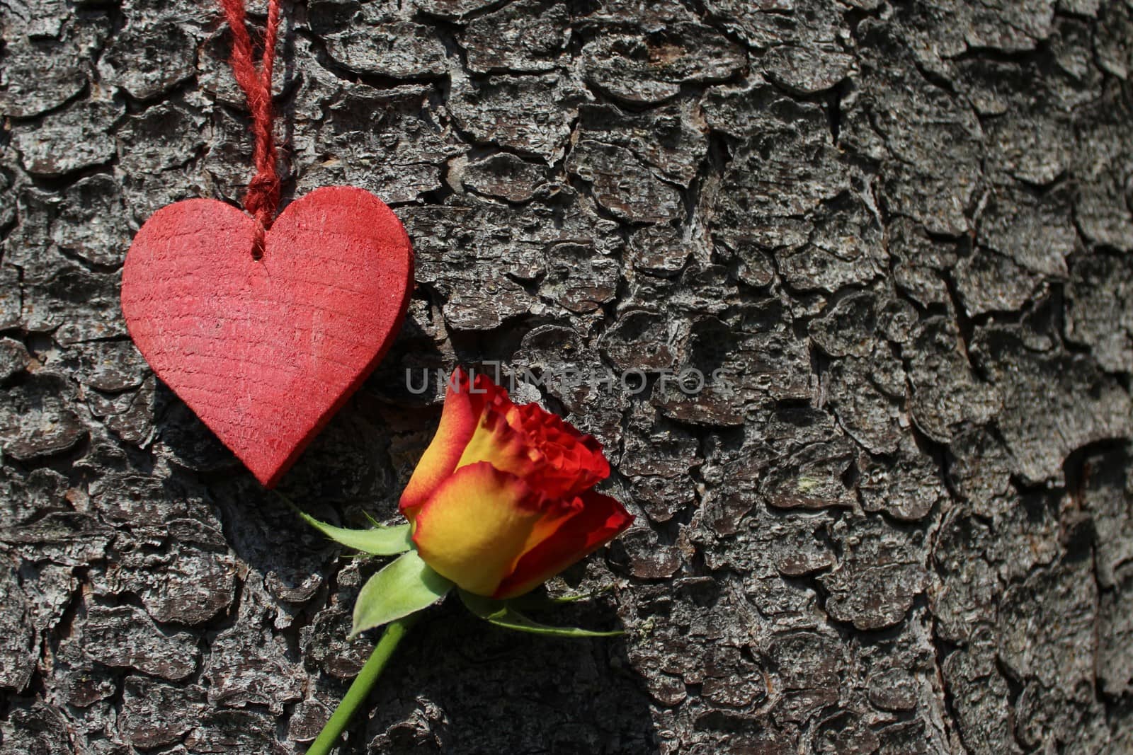 a red heart and a rose by martina_unbehauen