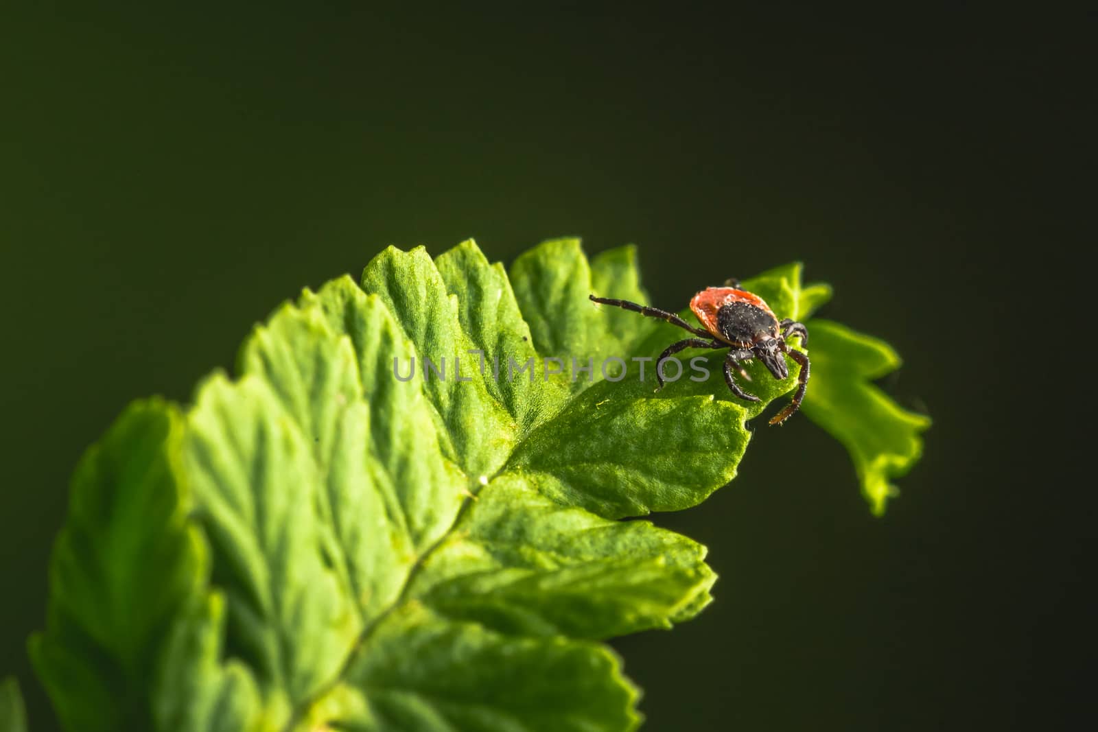Female of the tick sitting on a leaf. A common European parasite attacking also humans.