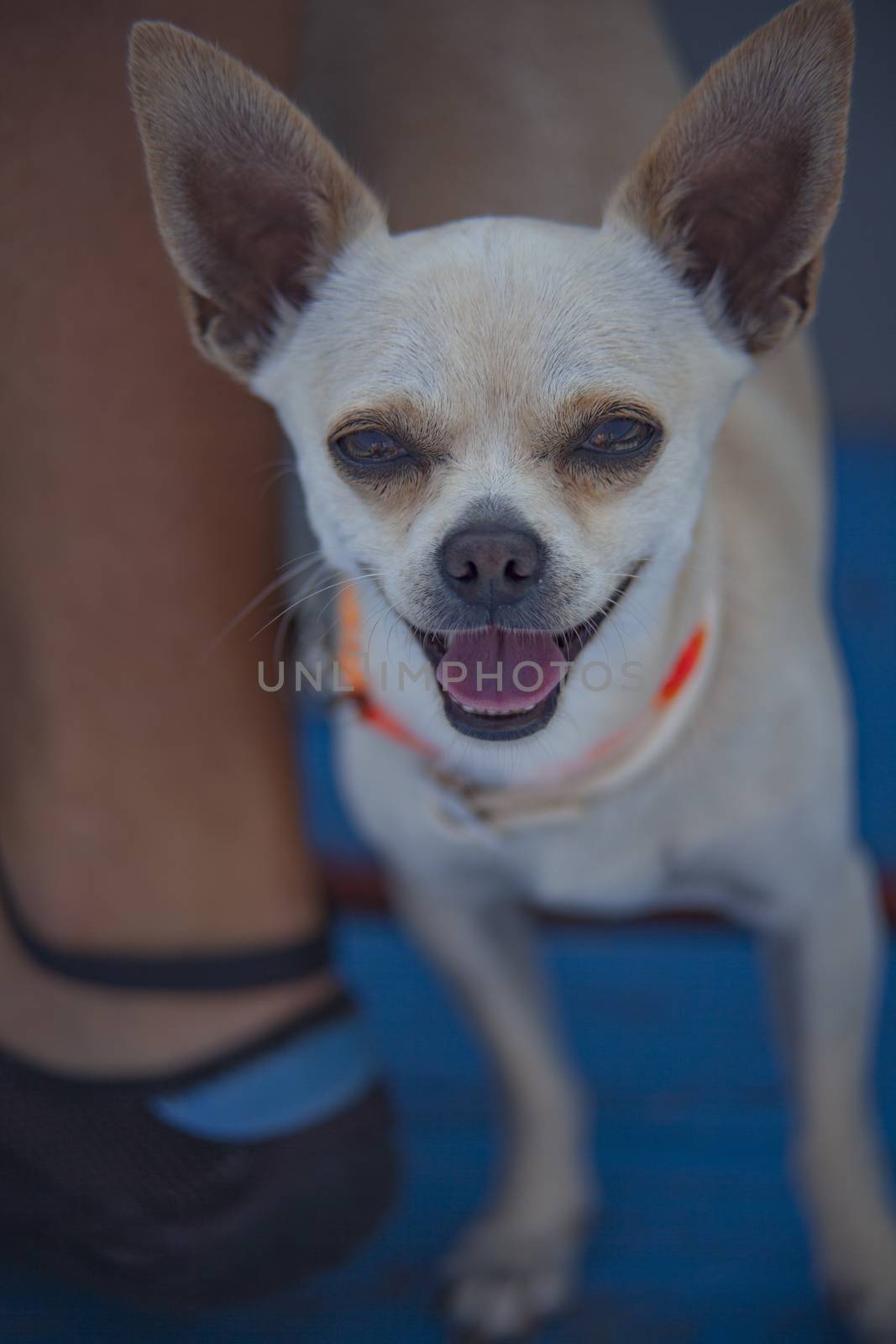 Chihuahua in the boat during a summer trip