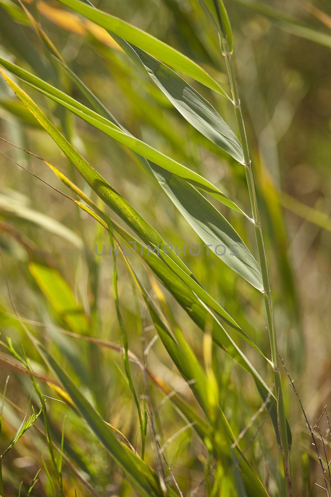 Blades of grass in macro shoot