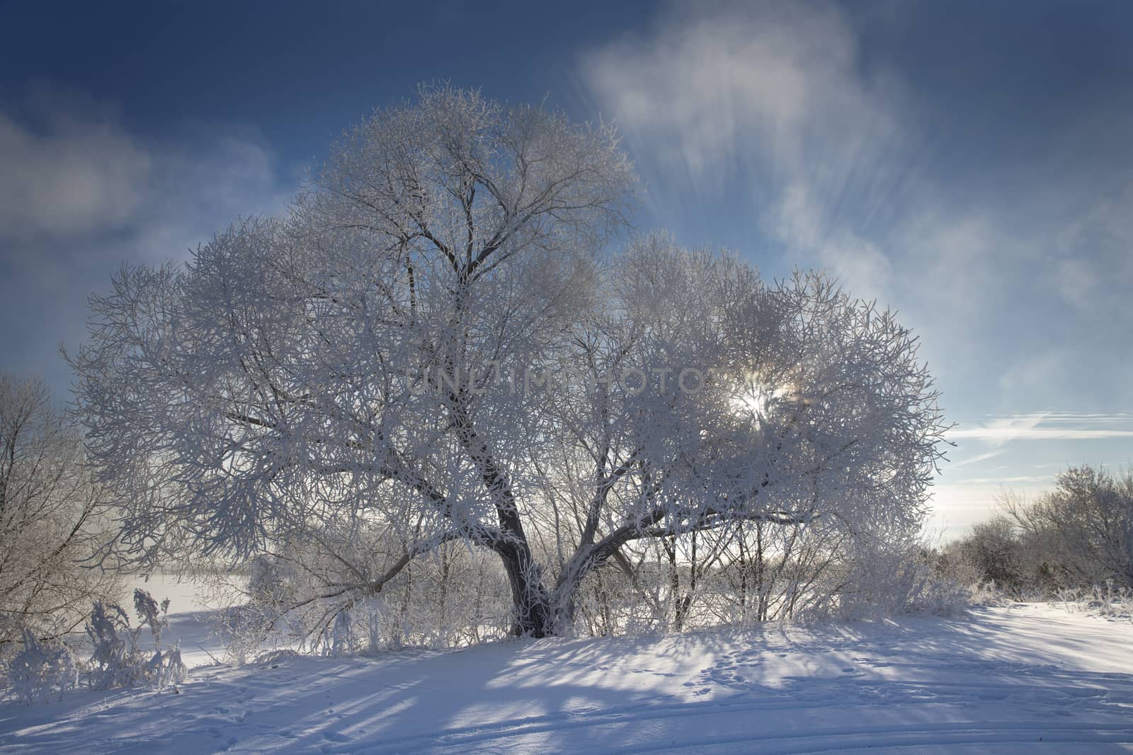 Trees covered with frost and snow on a cold and sunny winter day